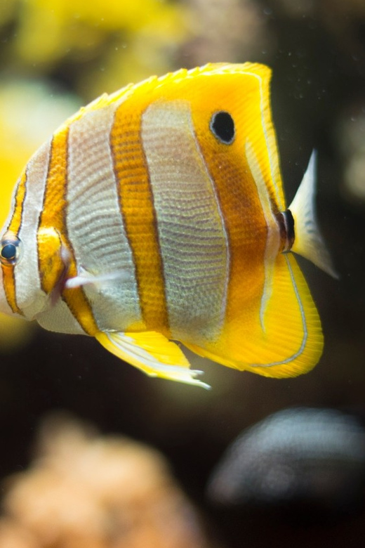 Bioparc Aquarium of Gijon Entry Ticket - Aquarium Ecosystem Highlights