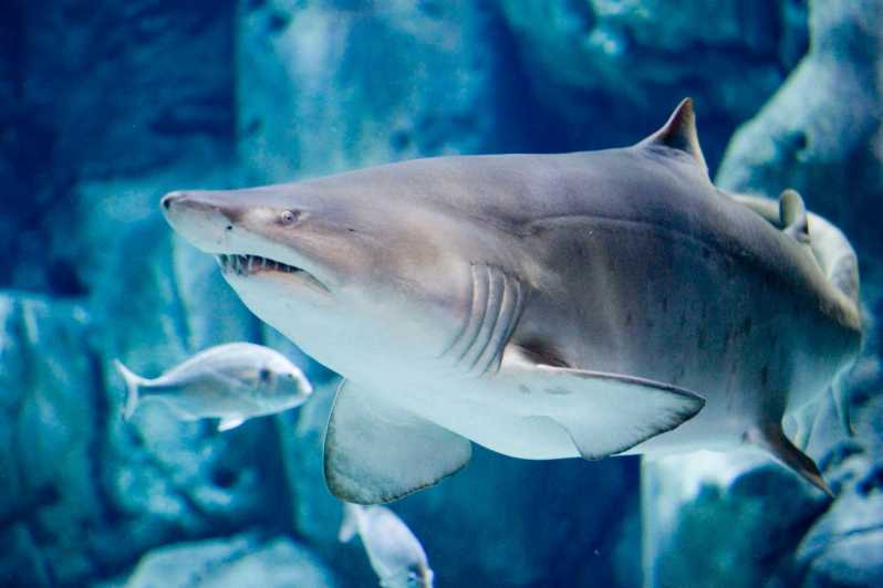 Bioparc Aquarium of Gijon Entry Ticket - Diverse Marine Life