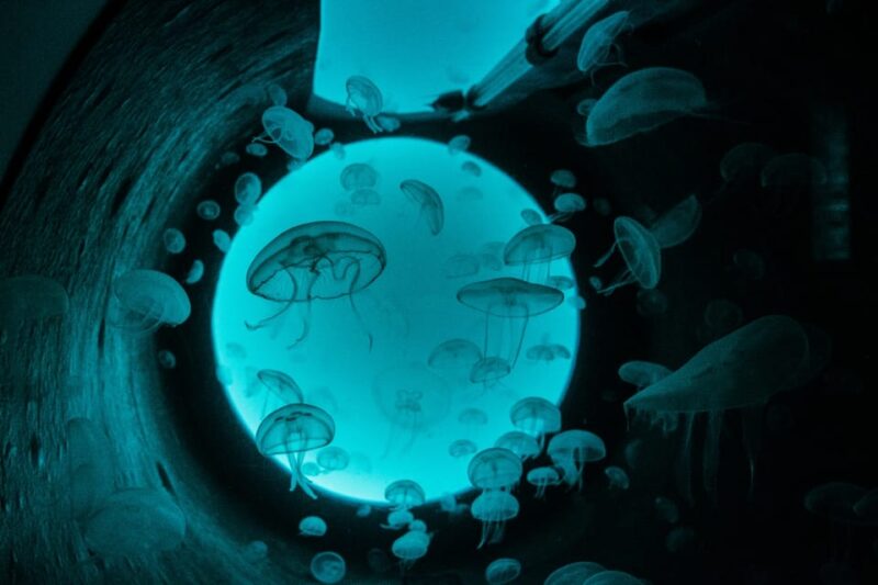 Bioparc Aquarium of Gijon Entry Ticket - Interactive Experiences