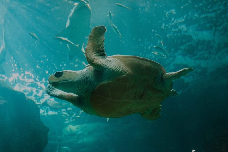 Bioparc Aquarium of Gijon Entry Ticket - Conservation and Education Focus