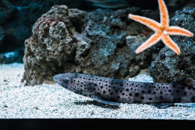 Bioparc Aquarium of Gijon Entry Ticket - Photography Opportunities