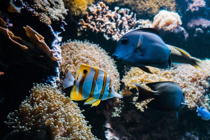 Bioparc Aquarium of Gijon Entry Ticket - Visitor Ratings and Feedback
