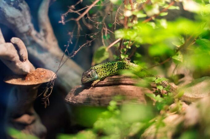 Bioparc Aquarium of Gijon Entry Ticket - Accessibility