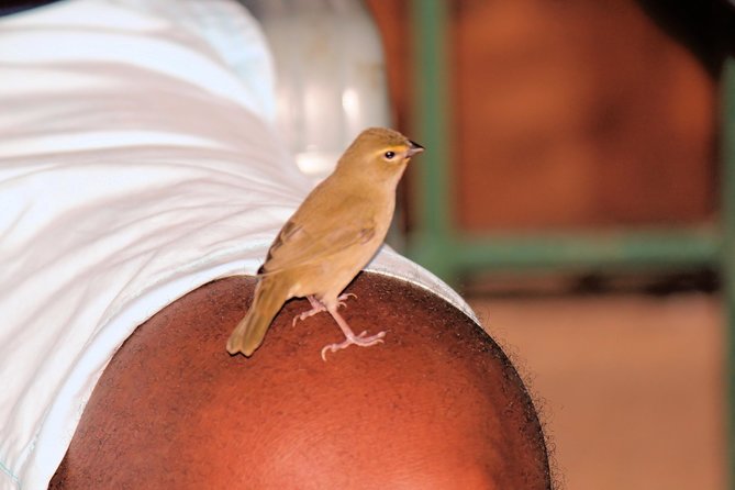 Bird Feeding Sanctuary, Montego Bay Highlights and Columbus Park Day Adventure - Logistical Details