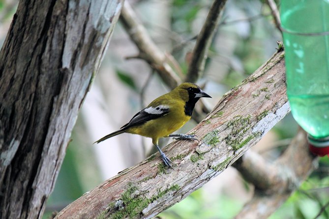 Bird Feeding Sanctuary, Montego Bay Highlights and Columbus Park Day Adventure - Personalized Experience