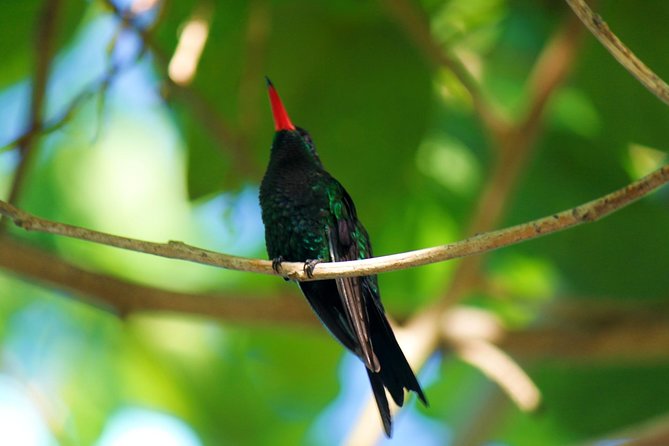 Bird Feeding Sanctuary, Montego Bay Highlights and Columbus Park Day Adventure - Pricing and Availability