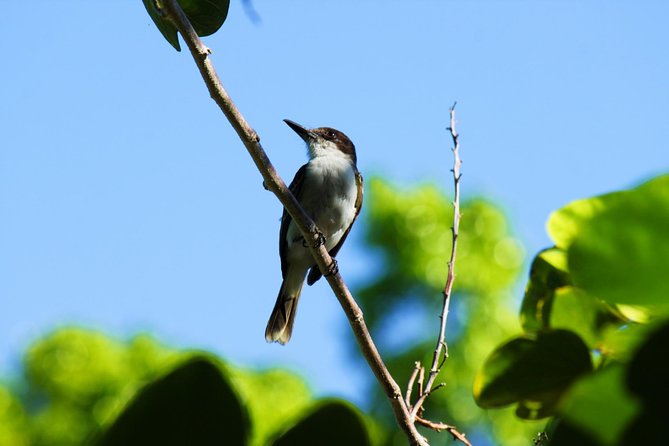 Bird Feeding Sanctuary, Montego Bay Highlights and Columbus Park Day Adventure - Guest Reviews