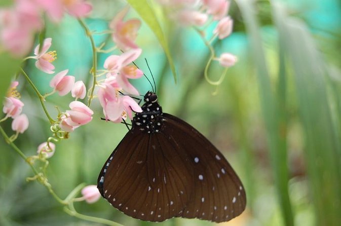 Bird Park & Butterfly Farm Nature Tour From Kuala Lumpur - Key Points