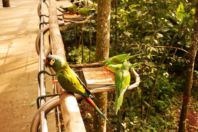 Bird Park General Admission Ticket and Tour - Transportation and Pickup Information