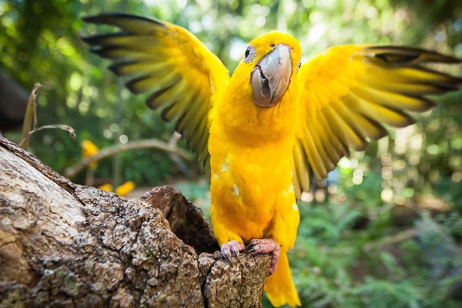 Bird Park & Iguassu Brazilian Side - Private Tour - Marveling at Iguazu Falls