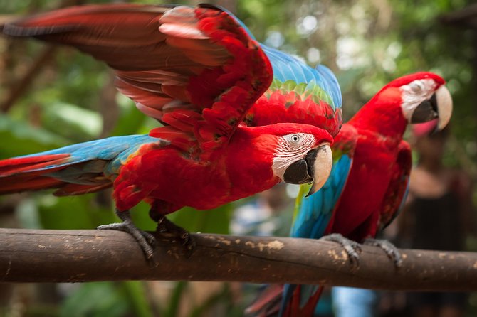 Bird Park & Iguassu Brazilian Side - Private Tour - Pricing and Inclusions