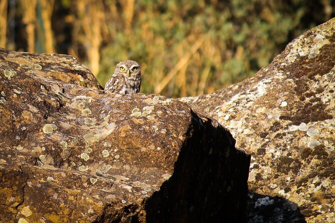 Bird Safari in Cazalla De La Sierra - Meeting and Pickup