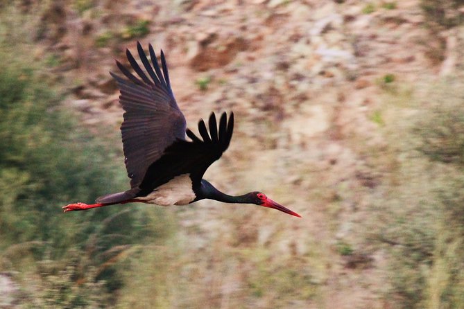 Bird Safari in Cazalla De La Sierra - Accessibility and Fitness