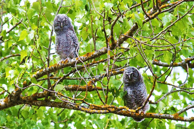 Bird Safari in Cazalla De La Sierra - Negative Feedback