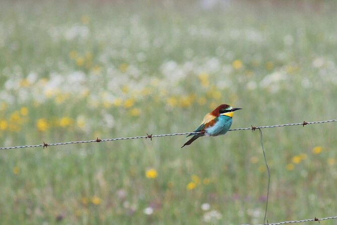 Bird Safari in Cazalla De La Sierra - Review Monitoring