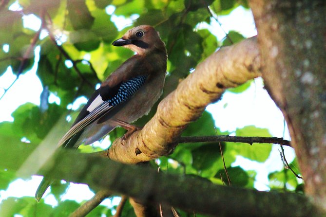 Bird Safari in Cazalla De La Sierra - Recap