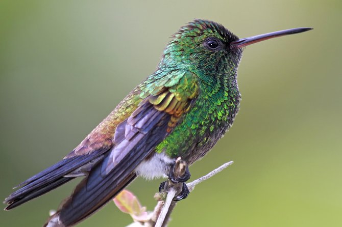 Bird Sanctuaries Tour - Tour Details
