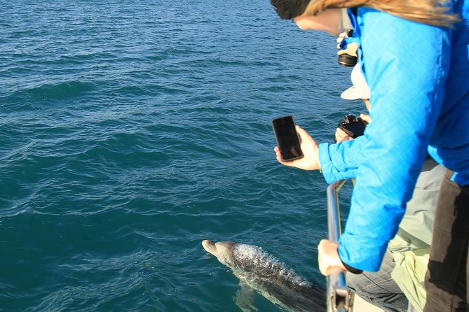Bird Watching and Dolphin Eco-Tour From Picton - Wildlife Encounters