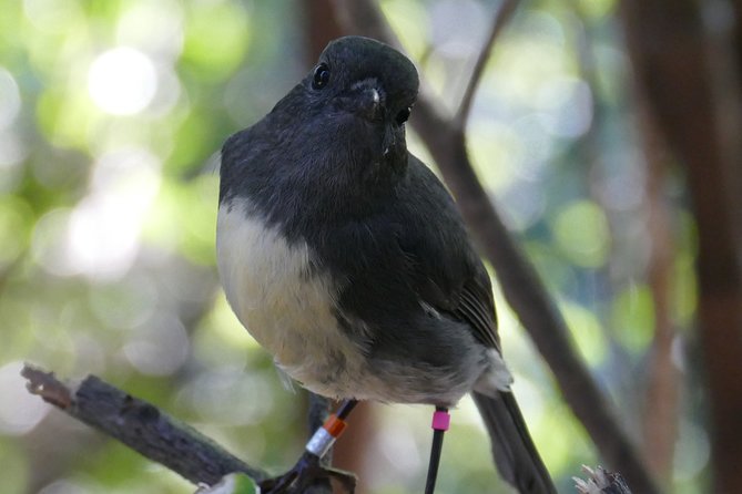 Bird Watching and Dolphin Eco-Tour From Picton - Guided Exploration