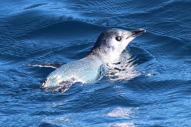 Bird Watching and Dolphin Eco-Tour From Picton - Refreshments Included