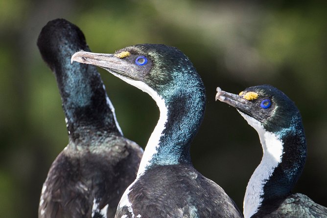 Bird Watching and Dolphin Eco-Tour From Picton - Meeting and Arrival