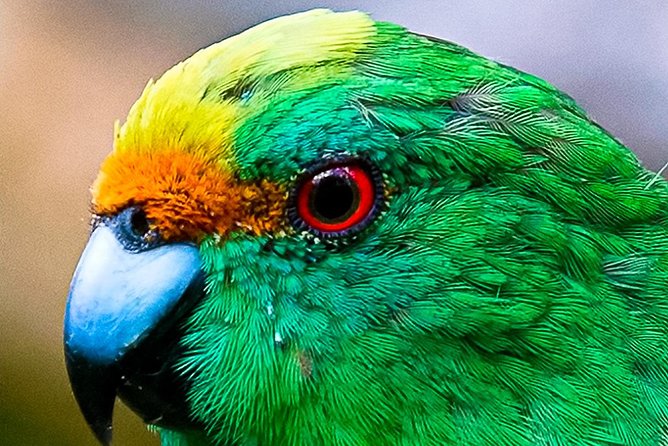 Bird Watching and Dolphin Eco-Tour From Picton - Tour Logistics