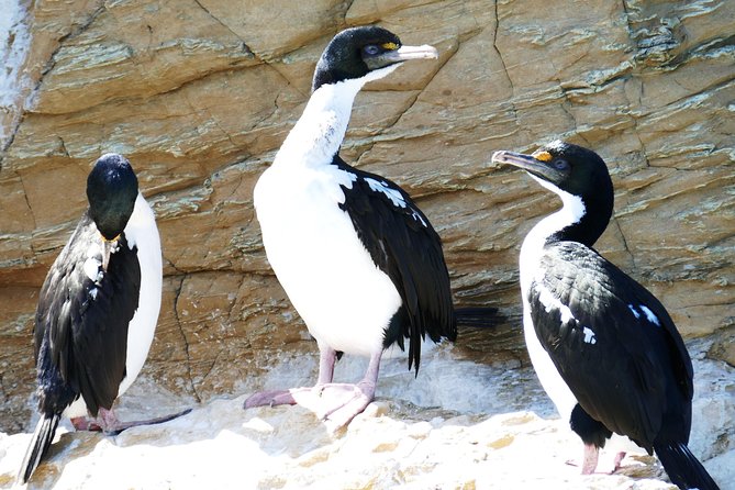 Bird Watching and Dolphin Eco-Tour From Picton - Customer Feedback