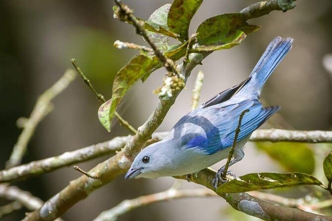 Bird-Watching and Nature Reserve Experience in Ibague - Key Points