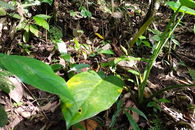 Bird-Watching and Nature Reserve Experience in Ibague - Recap