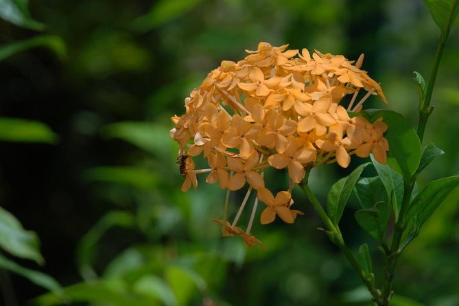 Bird Watching and Waterfall Adventure on the Caribbean Coast - Pricing and Booking