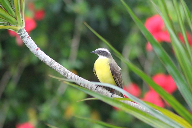 Bird-Watching and Wildlife Tour - Key Points