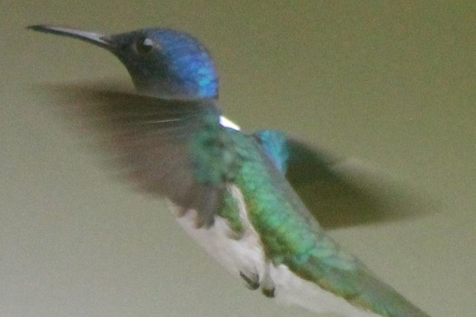 Bird-Watching and Wildlife Tour - Equipment and Accessibility