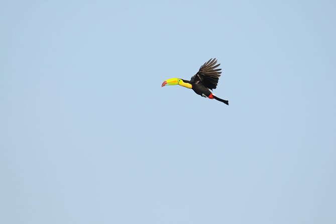 Bird Watching Arenal Oasis - Tour Experience