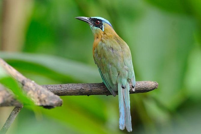 Bird Watching Arenal Oasis - Pricing and Availability
