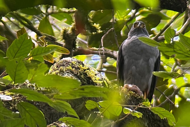 Bird Watching Experience in Monteverde - Key Points