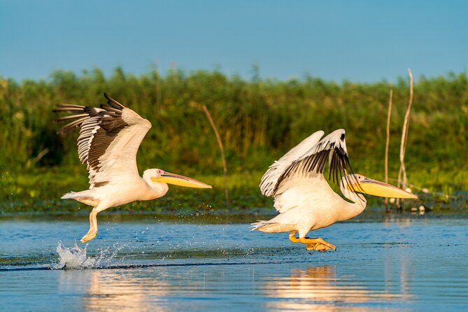 Bird Watching in Danube Delta - Private Day Tour From Bucharest - About Your Stay