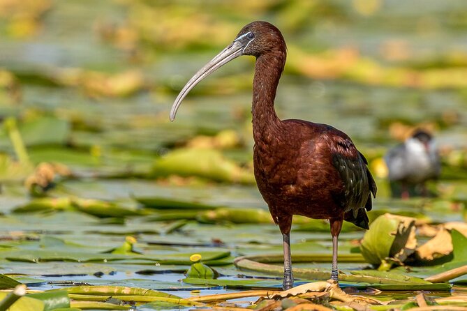 Bird Watching in Danube Delta - Private Day Tour From Bucharest - Inclusions and Exclusions