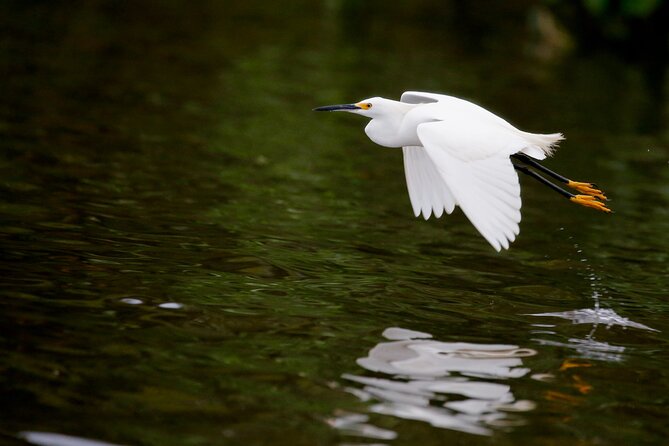 Bird Watching in Danube Delta - Private Day Tour From Bucharest - Tour Highlights