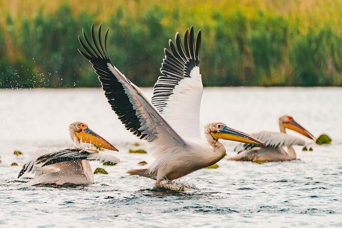 Bird Watching in Danube Delta - Private Day Tour From Bucharest - What to Expect