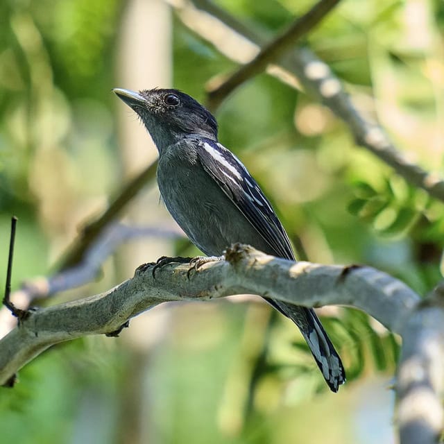 Bird Watching in Matute in Cartagena - Key Points