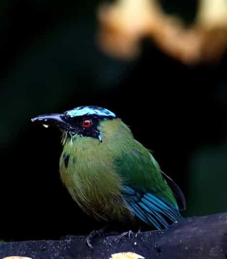 Bird Watching in Matute in Cartagena - Transportation and Logistics