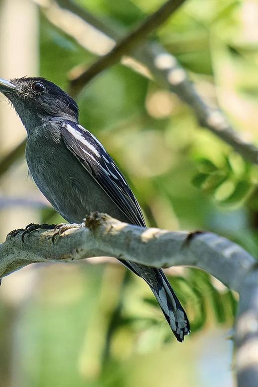 Bird Watching in Matute in Cartagena - Amenities and Features