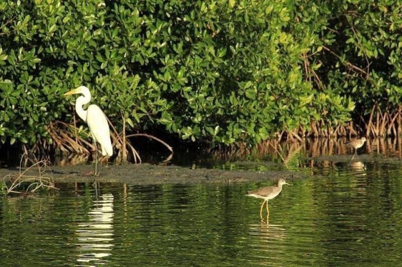 Bird Watching in Matute in Cartagena - Recap