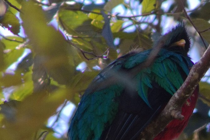 Bird Watching in San Gerardo De Dota From San Jose/Alajuela - Key Points