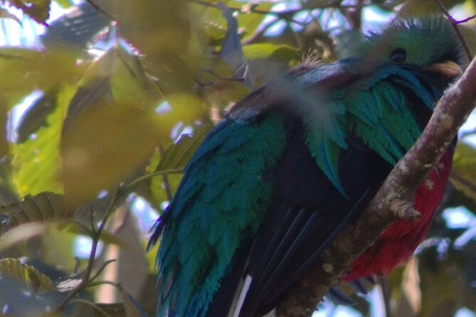 Bird Watching in San Gerardo De Dota From San Jose/Alajuela - Professional Guide and Expertise