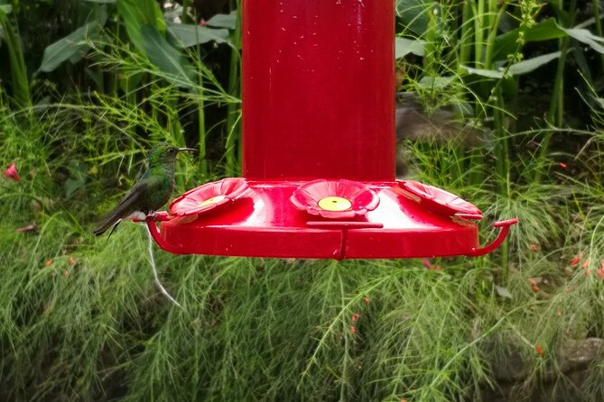 Bird Watching in San Gerardo De Dota From San Jose/Alajuela - Multilingual Guide Availability