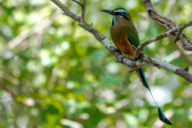 Bird Watching in Sian Ka´an and Muyil Archaeological Site - Tour Inclusions and Costs