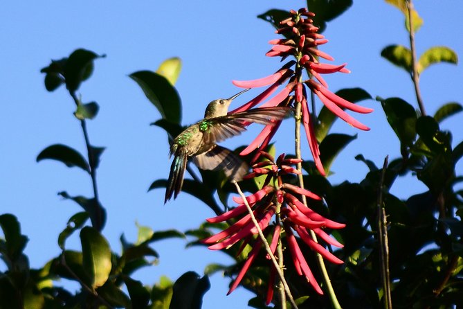 Bird Watching in Sian Ka´an and Muyil Archaeological Site - Customer Reviews and Ratings