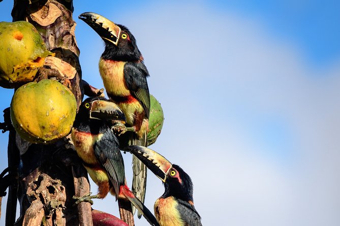Bird Watching in Sian Ka´an and Muyil Archaeological Site - Optional Lagoon Boat Tour and River Float