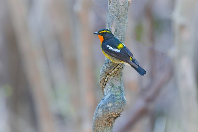 Bird Watching in the Nature Around Nikko Toshogu Shrine - Overview of the Experience